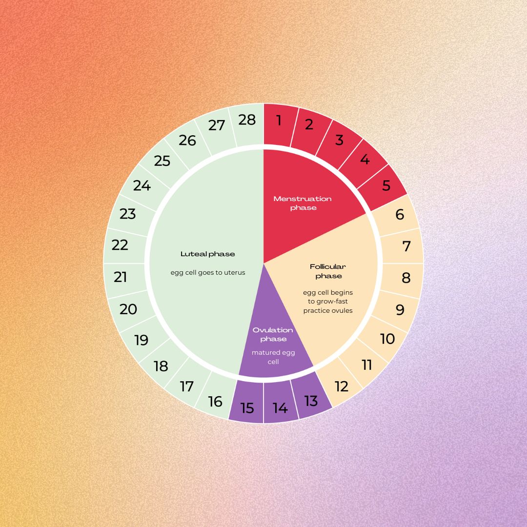 diagram of menstrual cycle: menstrual phase, follicular phase, ovulation phase, and luteal phase